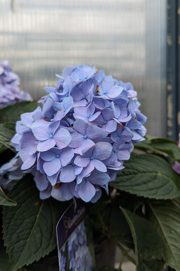 Hydrangeas Louisiana Nursery
