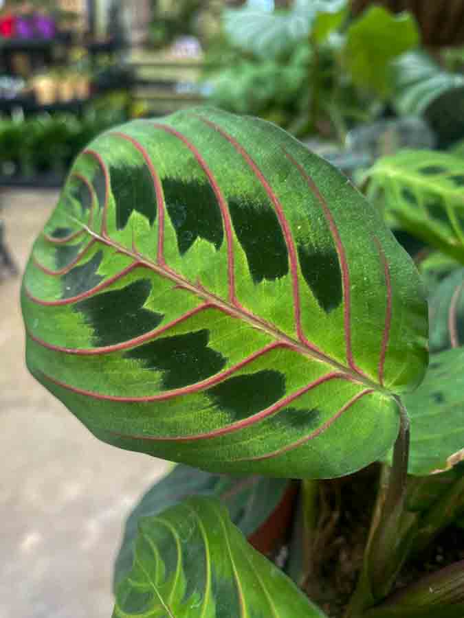 Prayer Plant CareGuide and Tips Louisiana Nursery