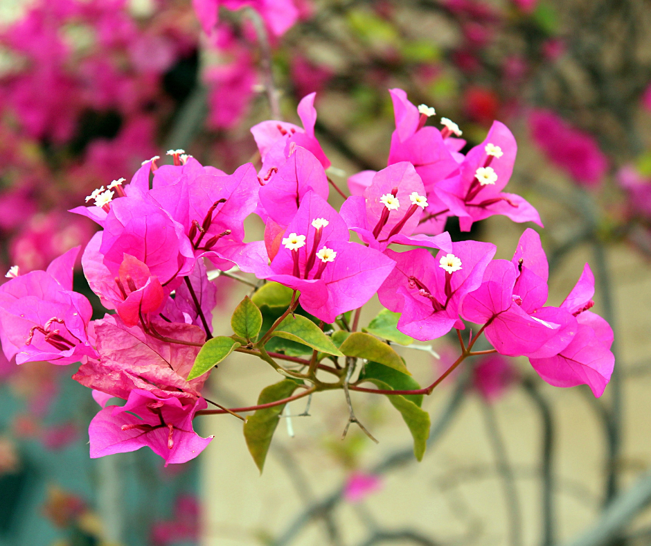 Close-Up of a classic pink bougainvillea, with special attention to the white flowers at the center of the bract-groupings