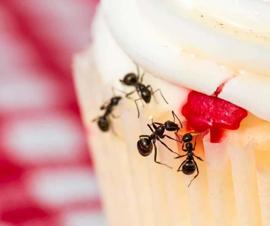 ants foraging for a cupcake