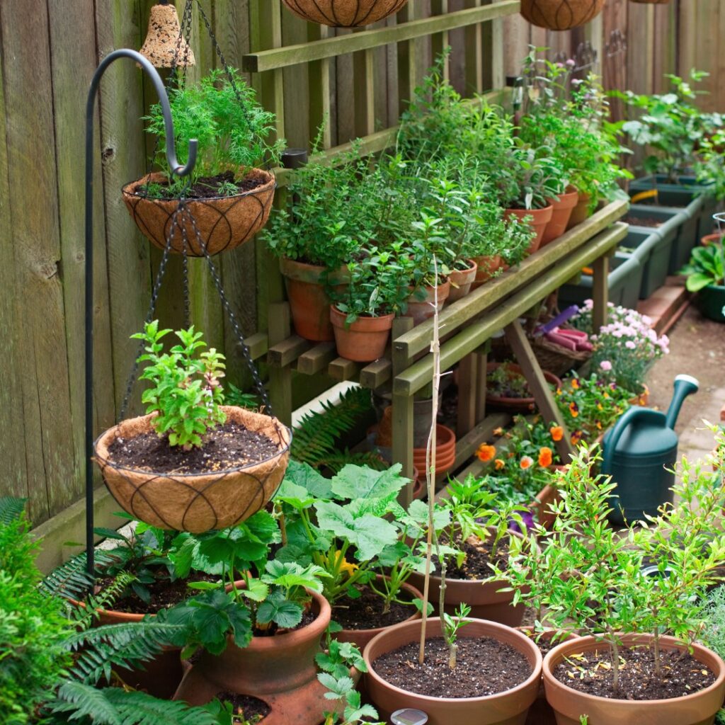 Various plants in a container garden featuring coco-hanging baskets and terra cotta pots