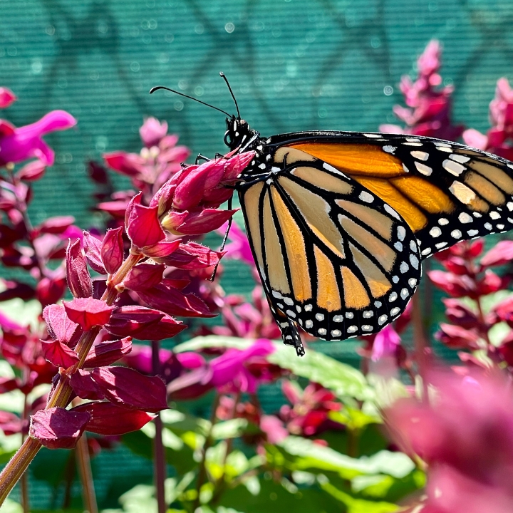 7 Flowers That Attract Monarch Butterflies