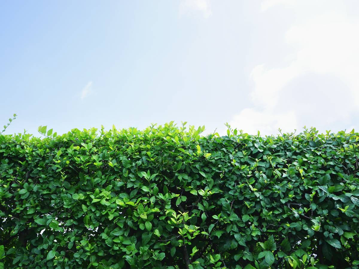 A squared hedge of evergreen shrubbery