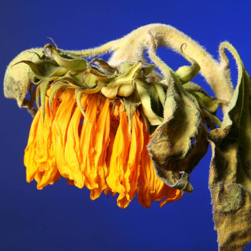 A bright yellow and orange flower, wilting due to lack of water, blue-background