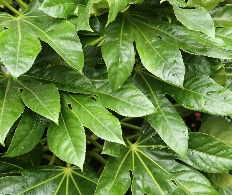 Beautiful close-up of the glossy-green leaves of the Fatsia plant, a soft-perennial with an iconic split pattern to their large leaves.