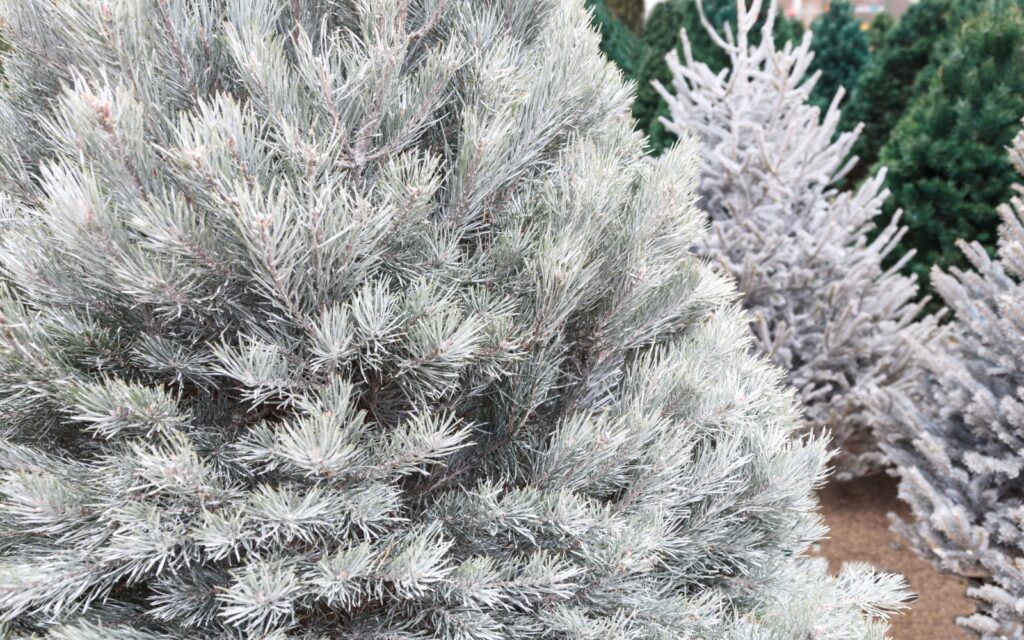 Close-up of the glistening white needles of a flocked Christmas tree
