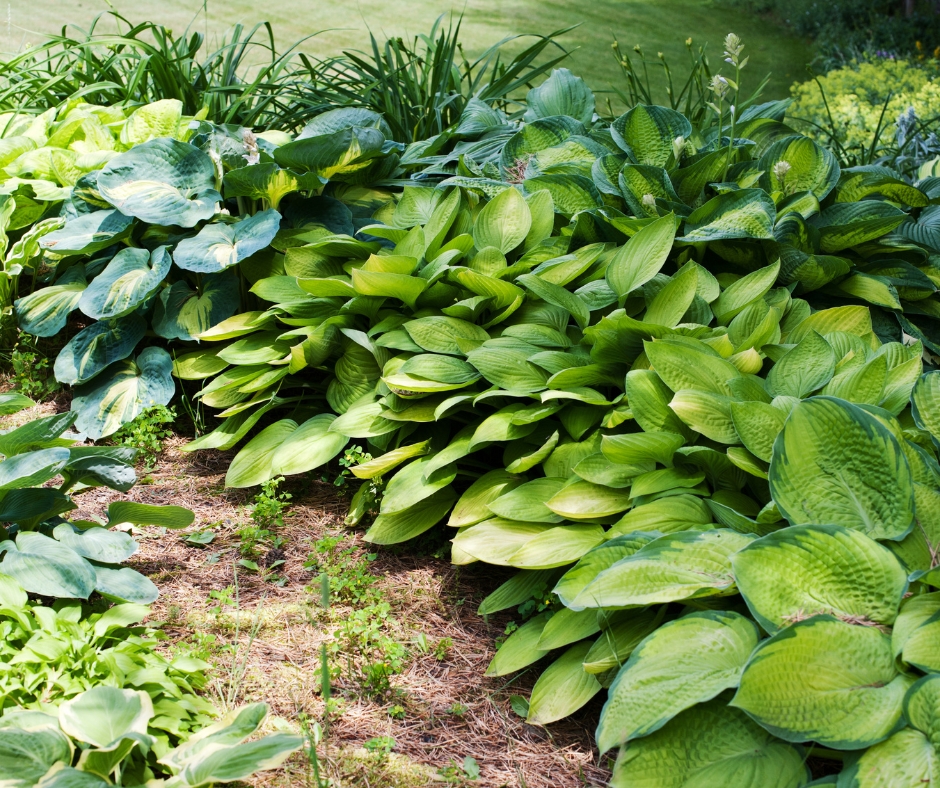 Shade-bed full of large hosta plants