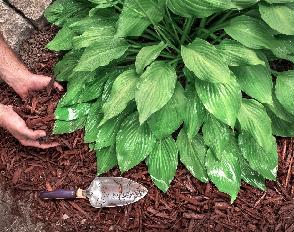 Two hands wrapped around some brown mulch, spreading more mulch into the bed to further protect the Hosta plant