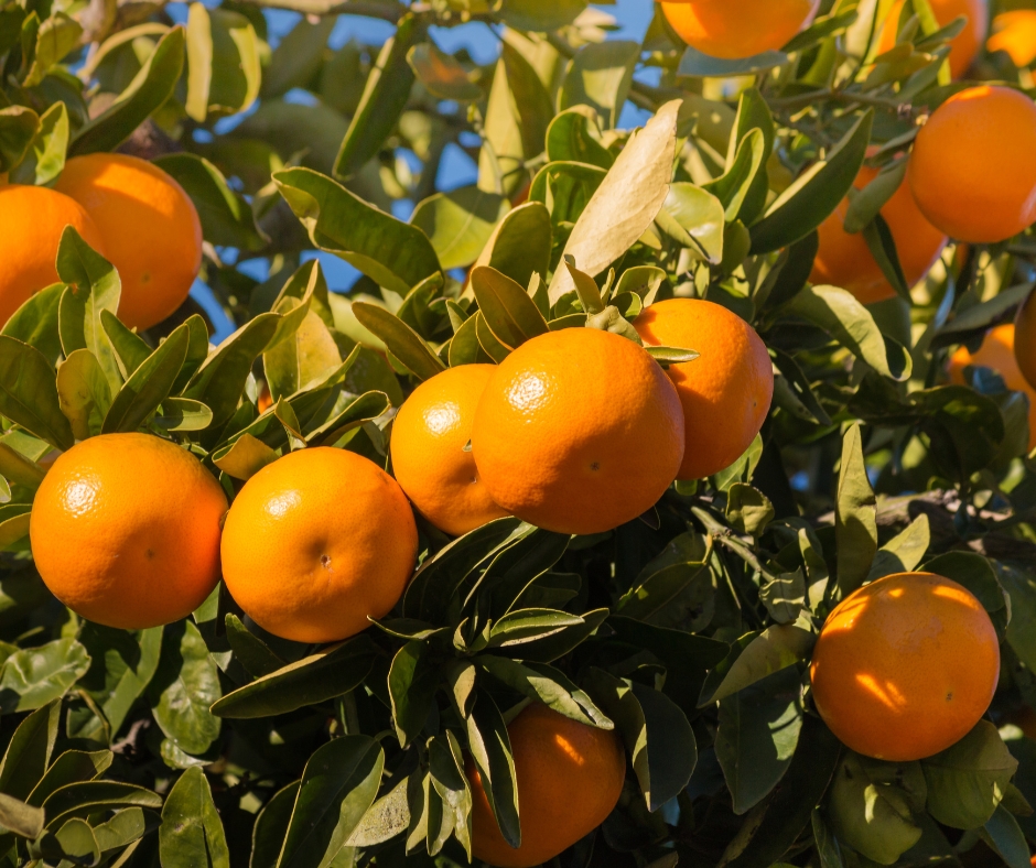 Owari Satsuma Trees - Citrus reticulata for Sale