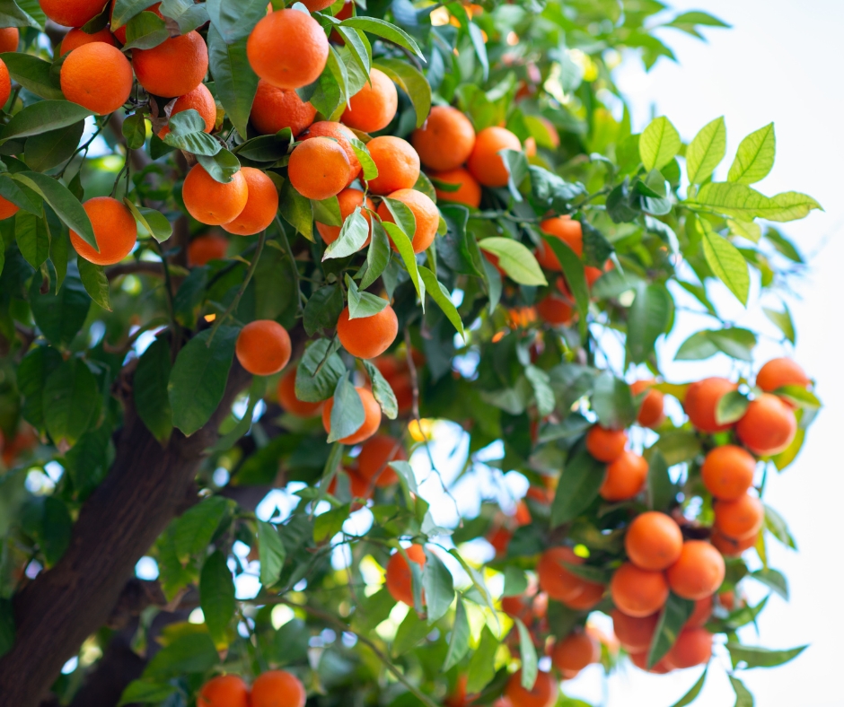 Satsuma tree full of ripe, bright orange fruit nestled between the dark green, glossy foliage.