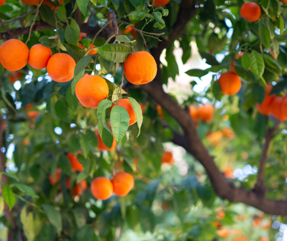 Seto Satsuma tree full of ripe, bright-orange fruit and dark, glossy green foliage