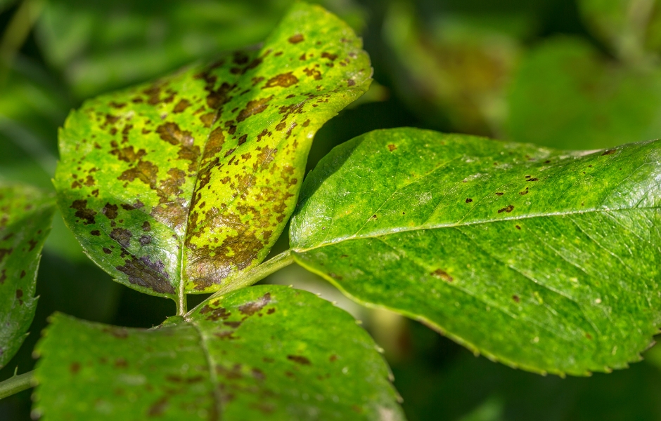 Diseased Plant Leaf