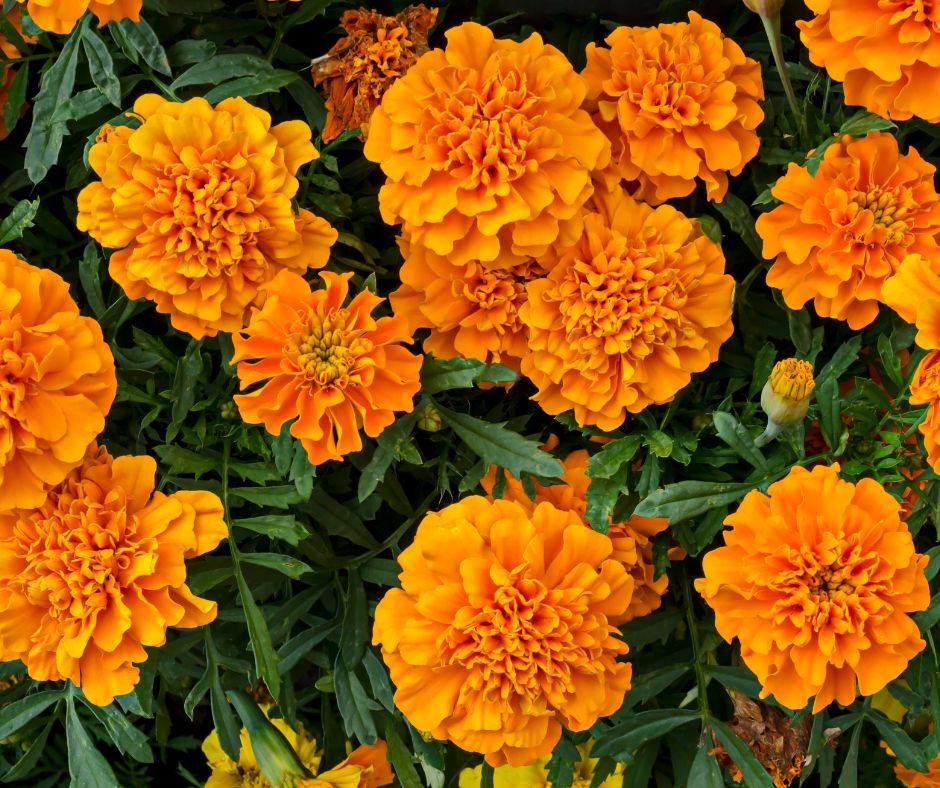 Marigolds 
