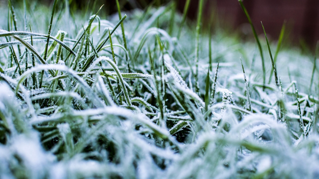 Close-up of a lawn or plot of grass affected by frost or freezing.