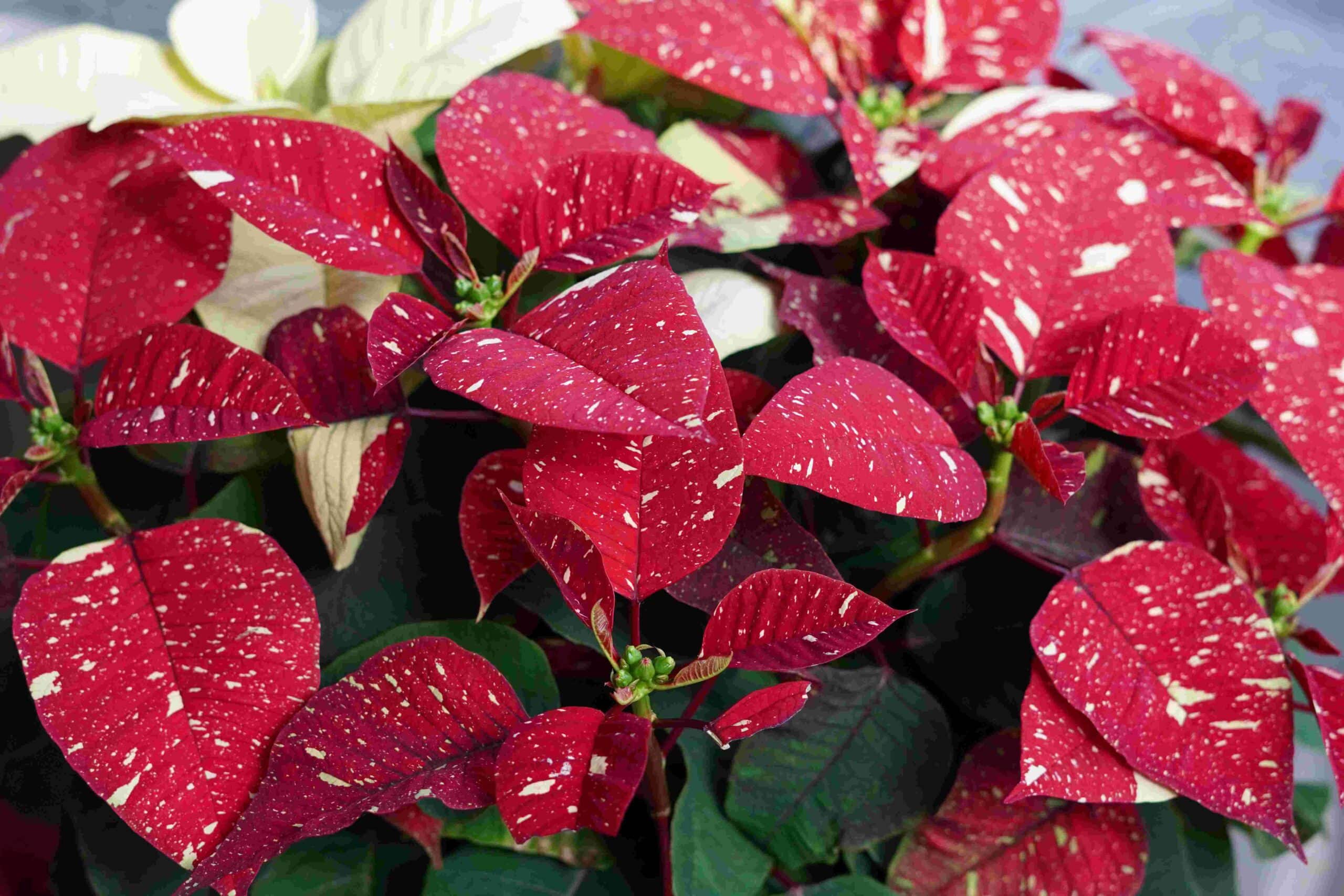 Wide-view photo of the striking variegated foliage of the 'Superba New Glitter' poinsettia. 'Superba New Glitter' poinsettias are a variegated variation of the traditional red & green leafed poinsettia.