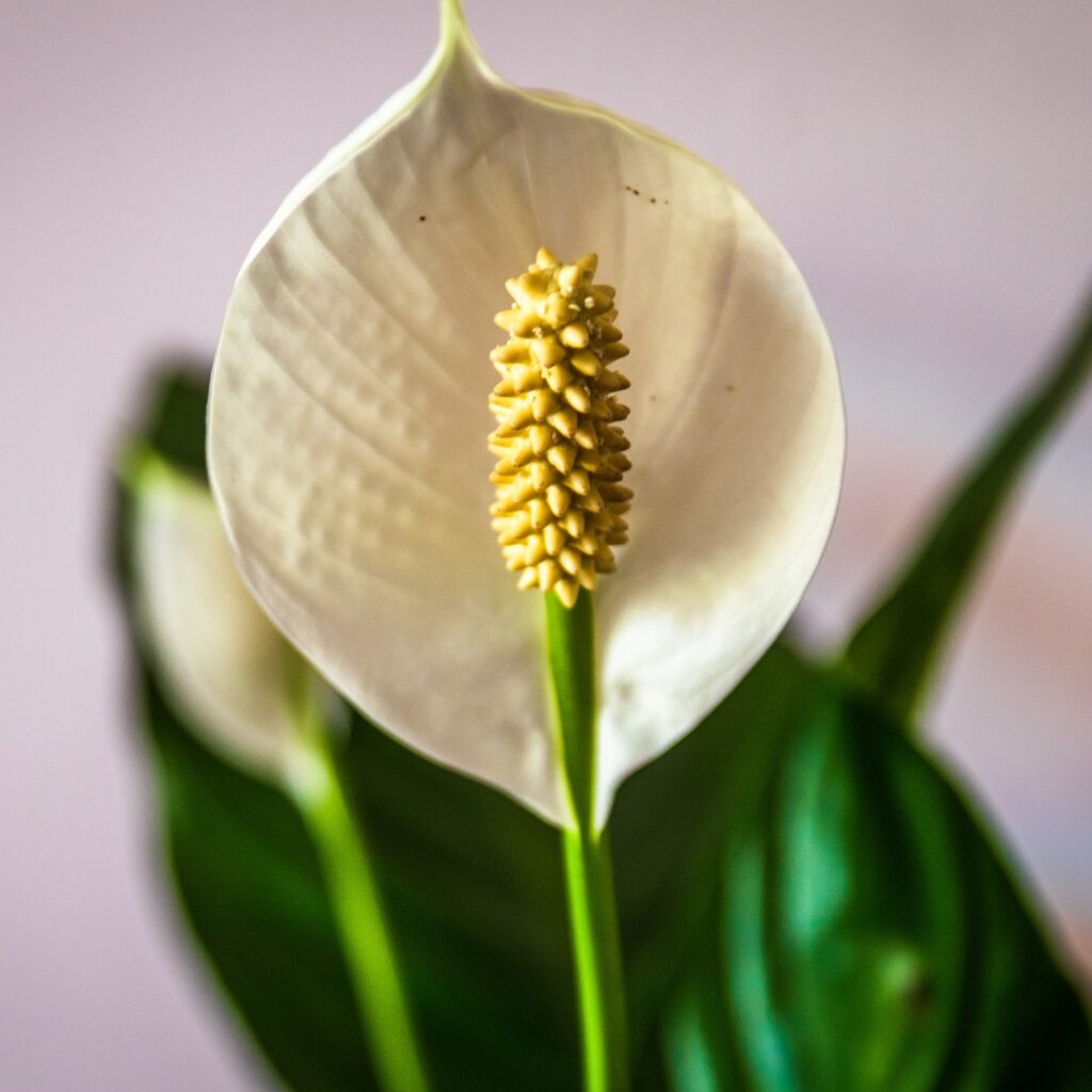 Plant Spotlight: Peace Lily - Louisiana Nursery