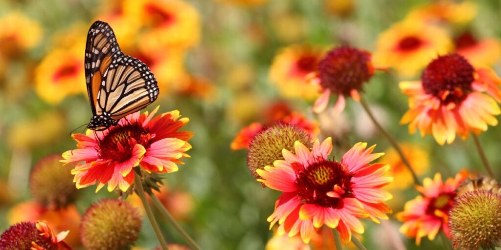 Butterflies Louisiana Nursery