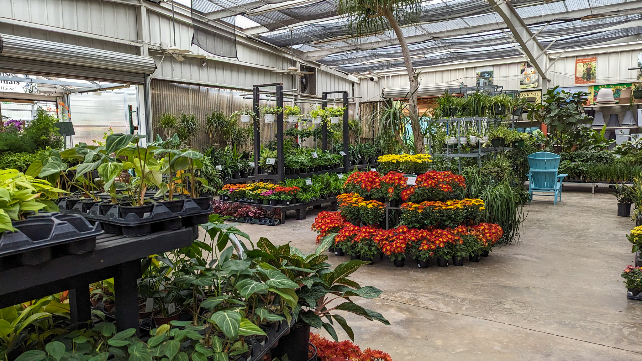 House Plants for Sale in Baton Rouge Louisiana Nursery
