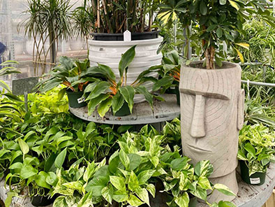 A foliage-filled display of green yellow and red variegated house plants. A Stonehenge inspired, concrete-textured pot holding a ponytail palm tree inside.