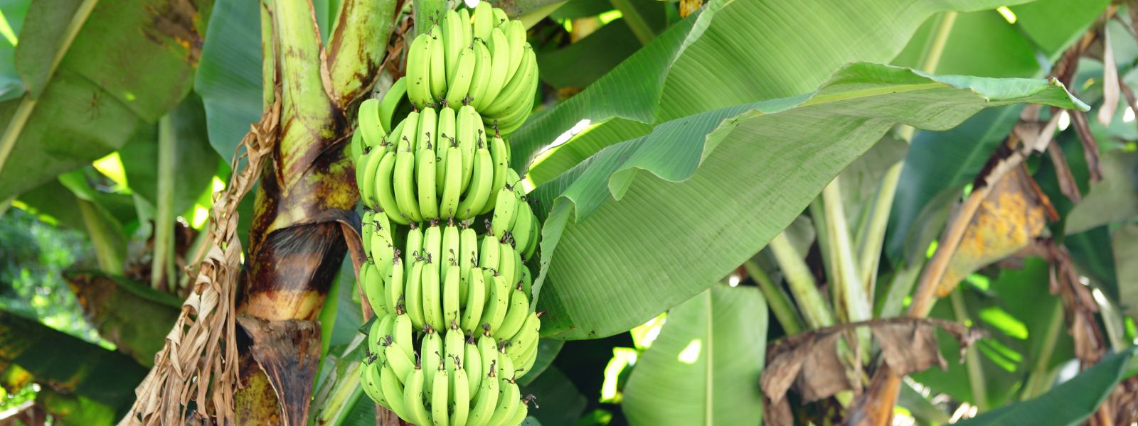 banana plants with fruit ready to harvest, wide landscape banner image