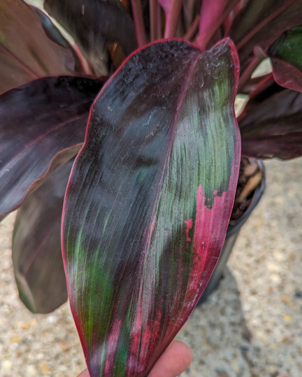 Cordylines: Our Varieties & Care Guide - Louisiana Nursery