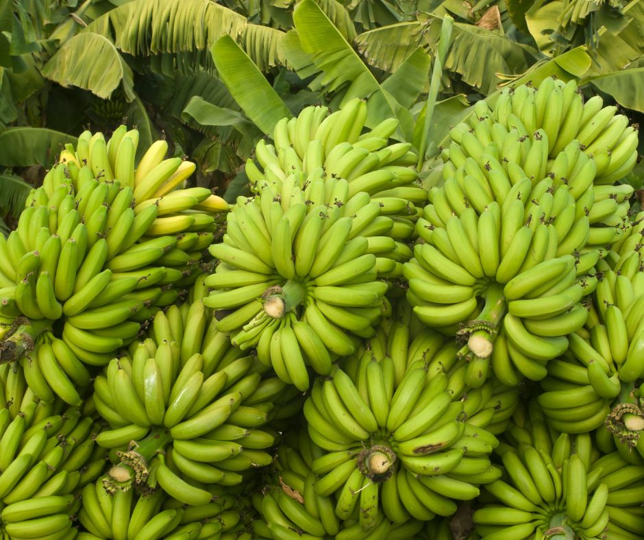 Grouping of banana fruit heads having just been harvested