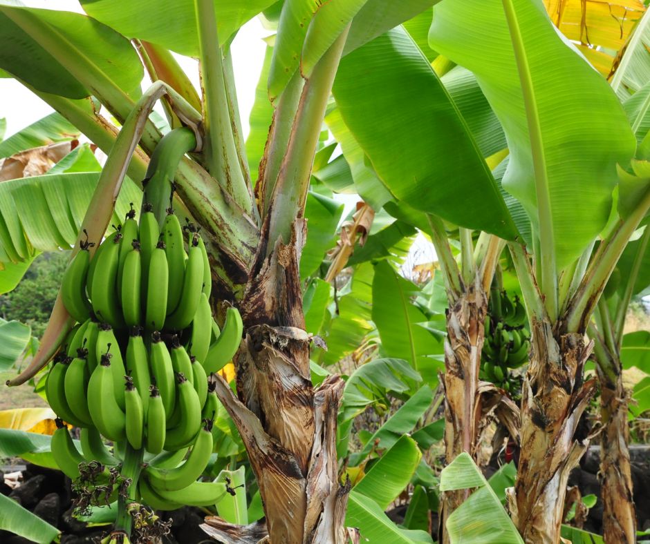 large banana plant with a head of fruit hanging