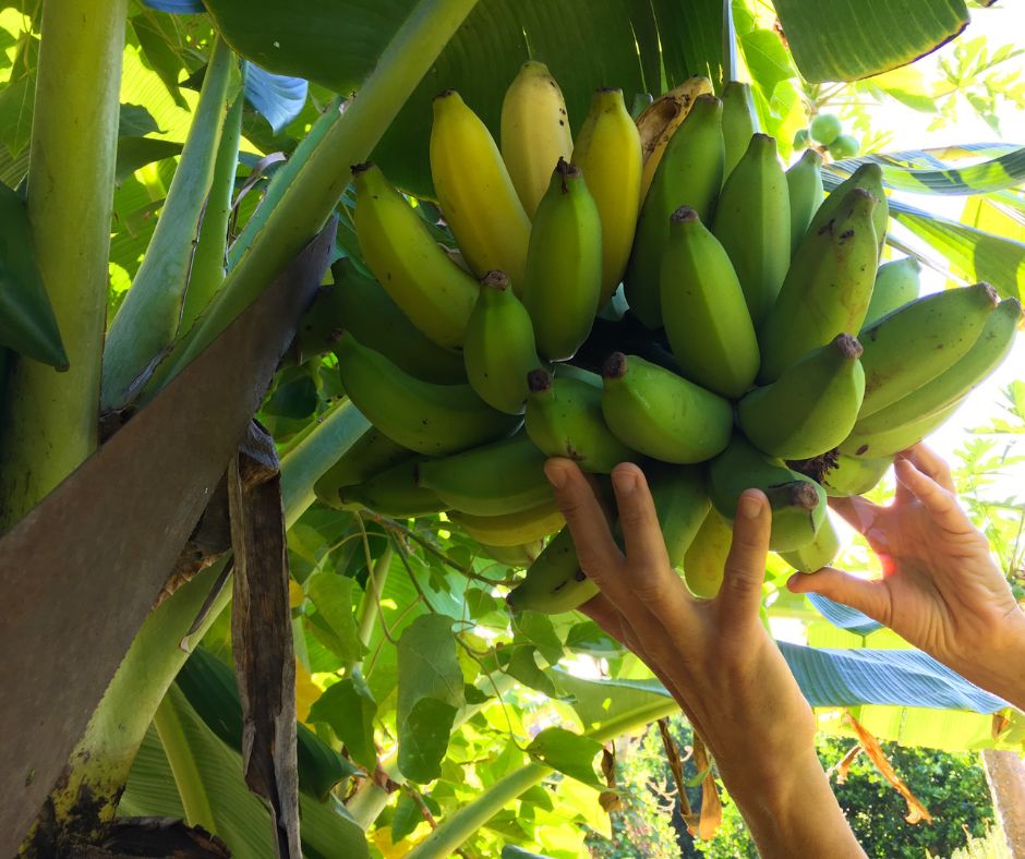 Banana fruit head being harvested