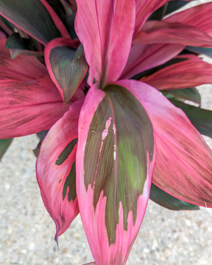 Cordylines: Our Varieties & Care Guide - Louisiana Nursery