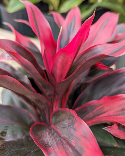 Cordylines: Our Varieties & Care Guide - Louisiana Nursery