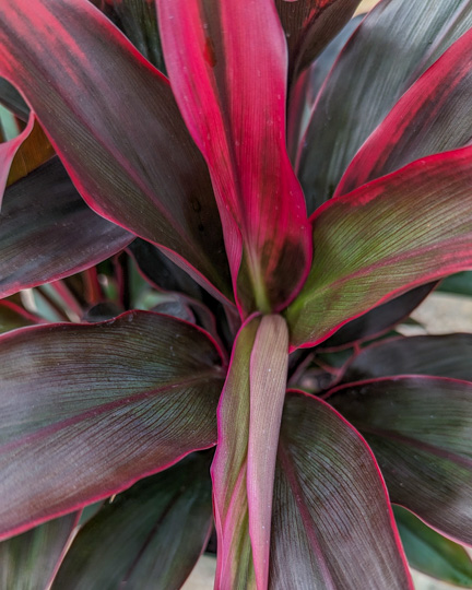 Cordylines: Our Varieties & Care Guide - Louisiana Nursery