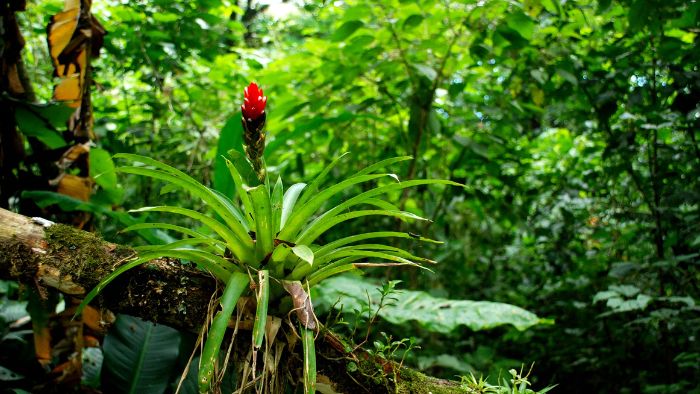 Red blooming bromeliad plant anchored to a tree in the native rainforest habitat.