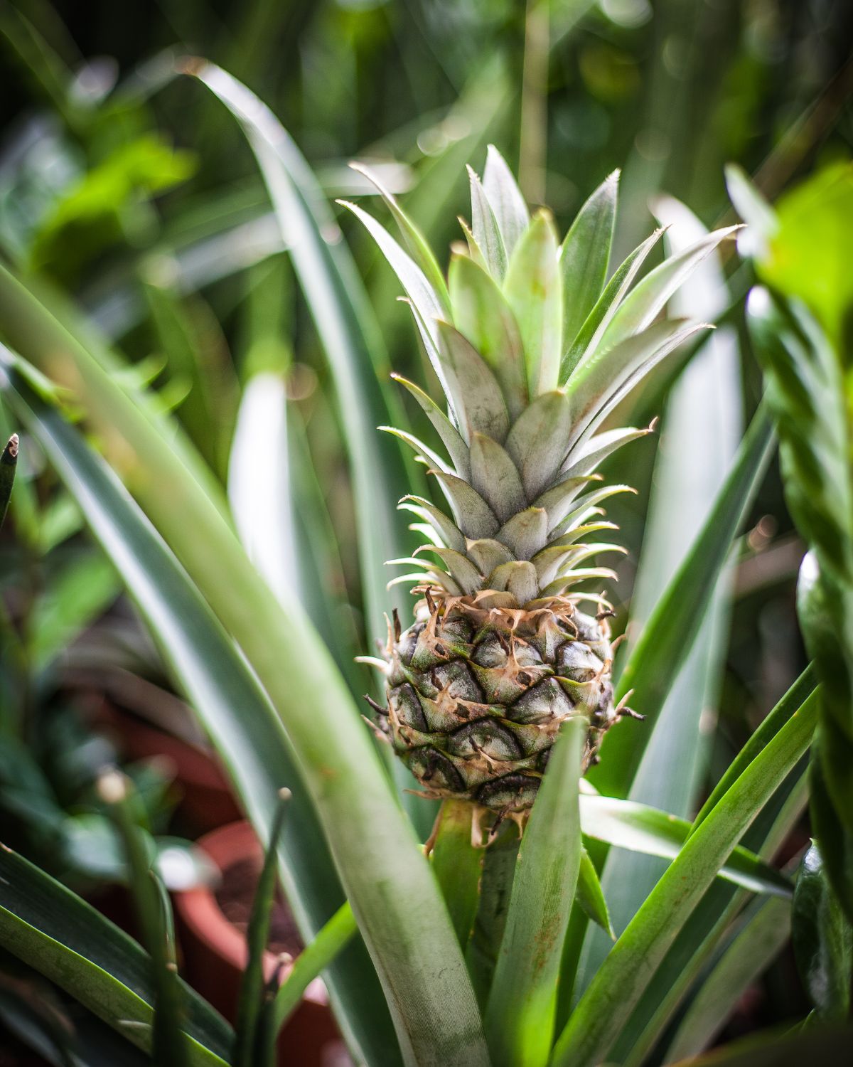 Edible Pineapple Plant ananas, with a nearly ripened fruit