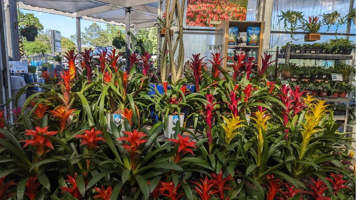 Large display of Guzmania Bromeliads, various colors including red, orange, pink, and yellow blooming varieties.