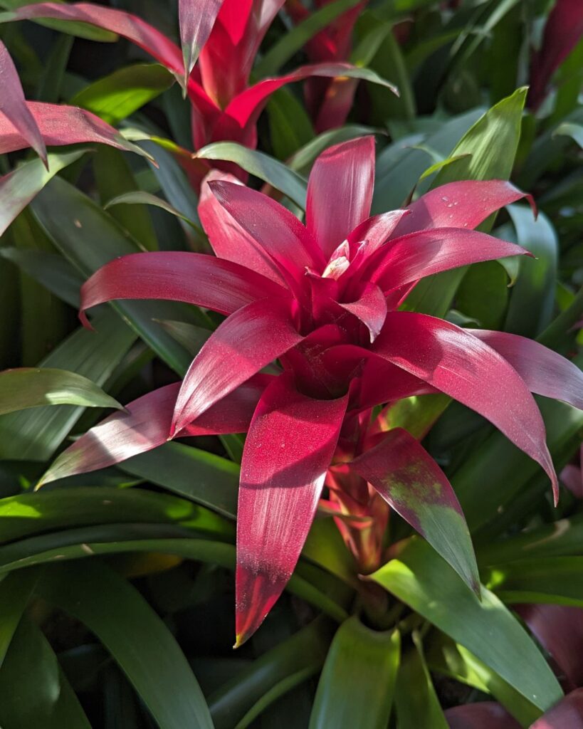 red rosette style bract of the guzmania bromeliad plant