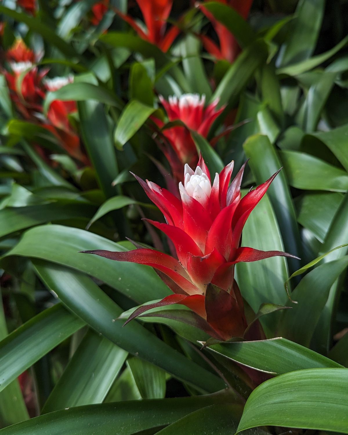 red and white-tipped bloom of a guzmania bromeliad flower