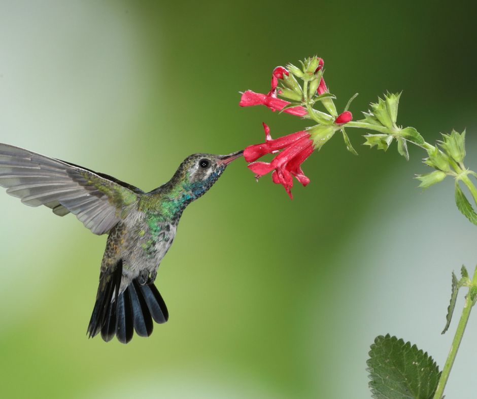 hummingbird at red salvia flower, drinking nectar mid-flight
