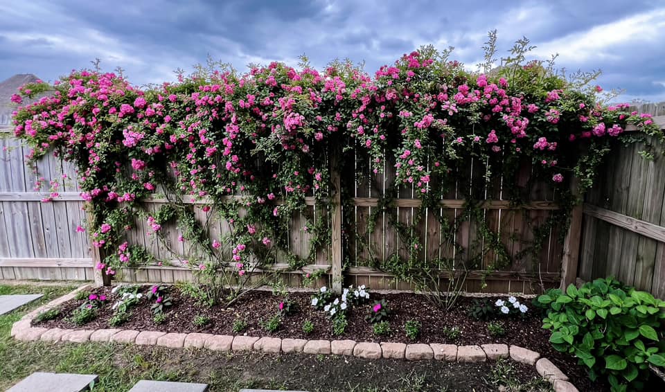 Peggy Martin Climbing Rose in full bloom, taking over a fence line after planting in a garden bed.
