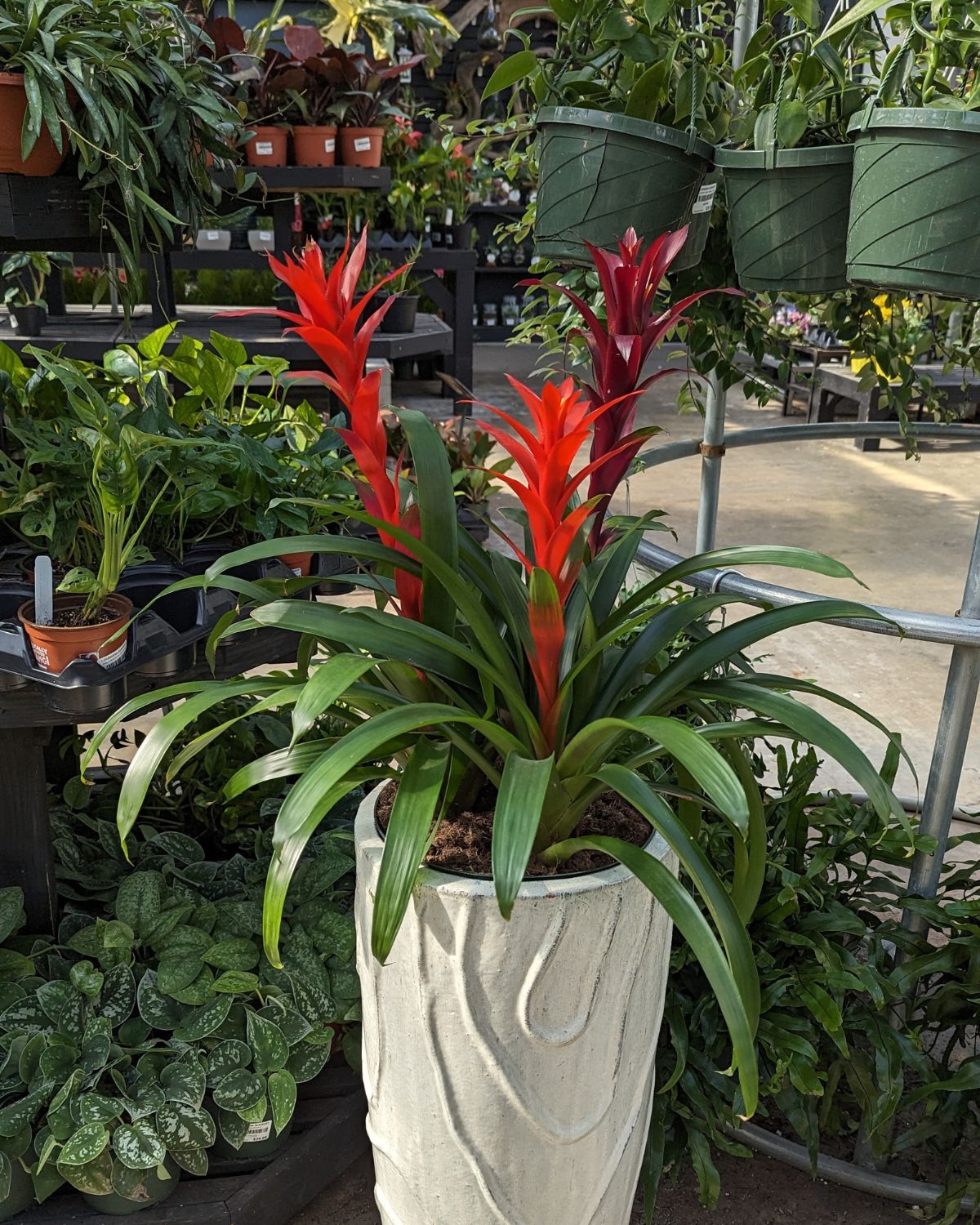 Three large, red-blooming guzmania bromeliad plants potted together in a tall, white ceramic pot.