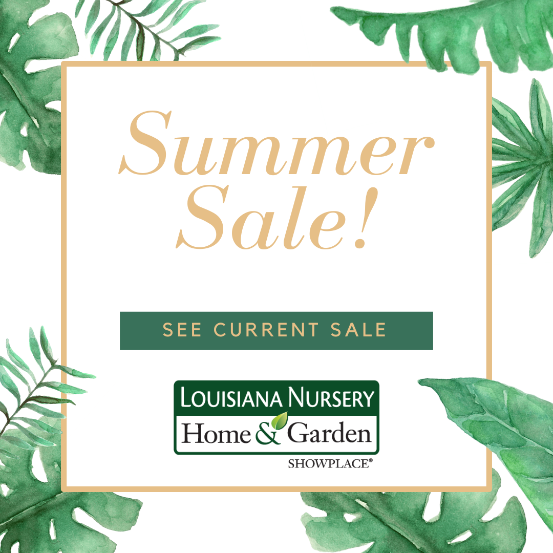 Special Offers Louisiana Nursery