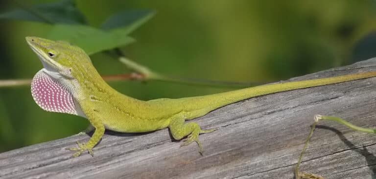 lizards in louisiana